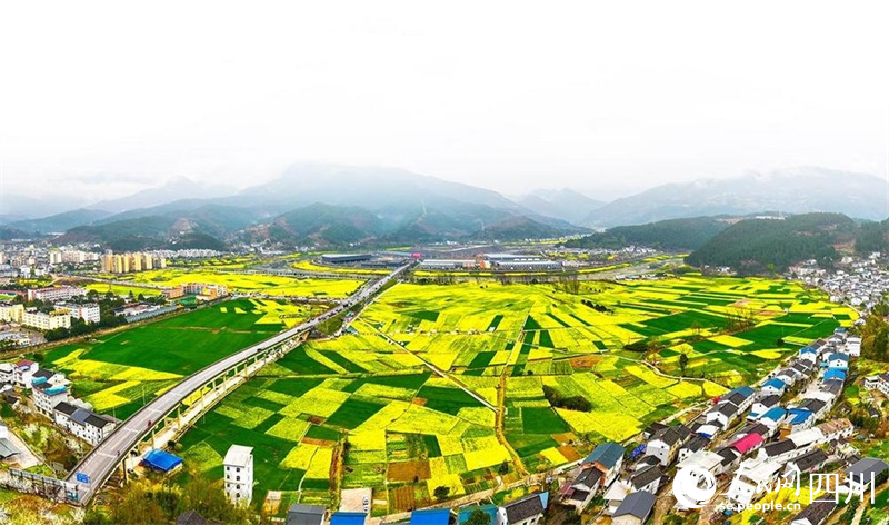 金黄的花海与远处的青山，构成一幅生机盎然的春日画卷。夏博摄