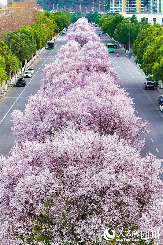 市城区雪峰街道学府路，紫叶李盛情绽放。夏博摄