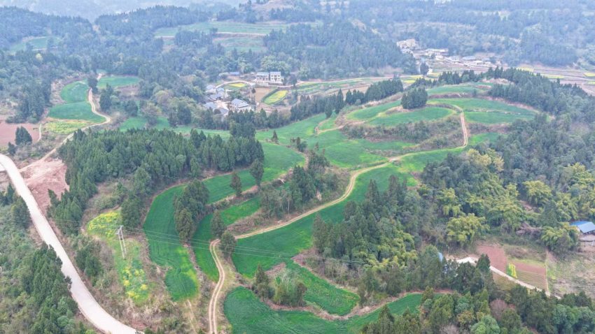 卧佛镇吉光村和吉庆村的粮经轮作基地。黄仁志摄