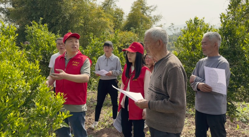 農技專家在柑橘園指導培育技術。達川區委組織部供圖