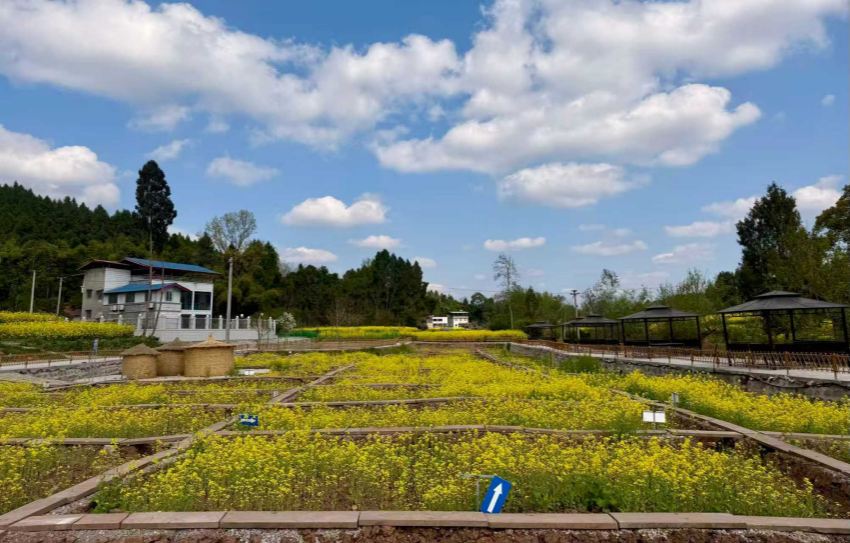 共享农场。张凤莉供图