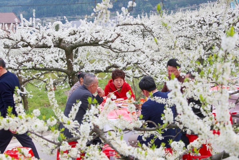 游客體驗花海壩壩宴。張平攝 