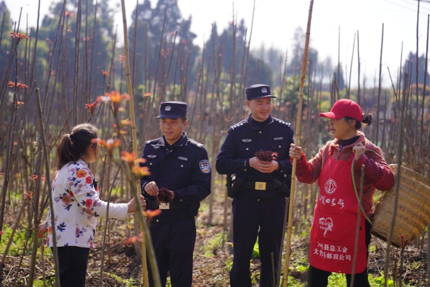 大竹縣公安局石河派出所民警們穿梭於椿林間。蘭烜攝