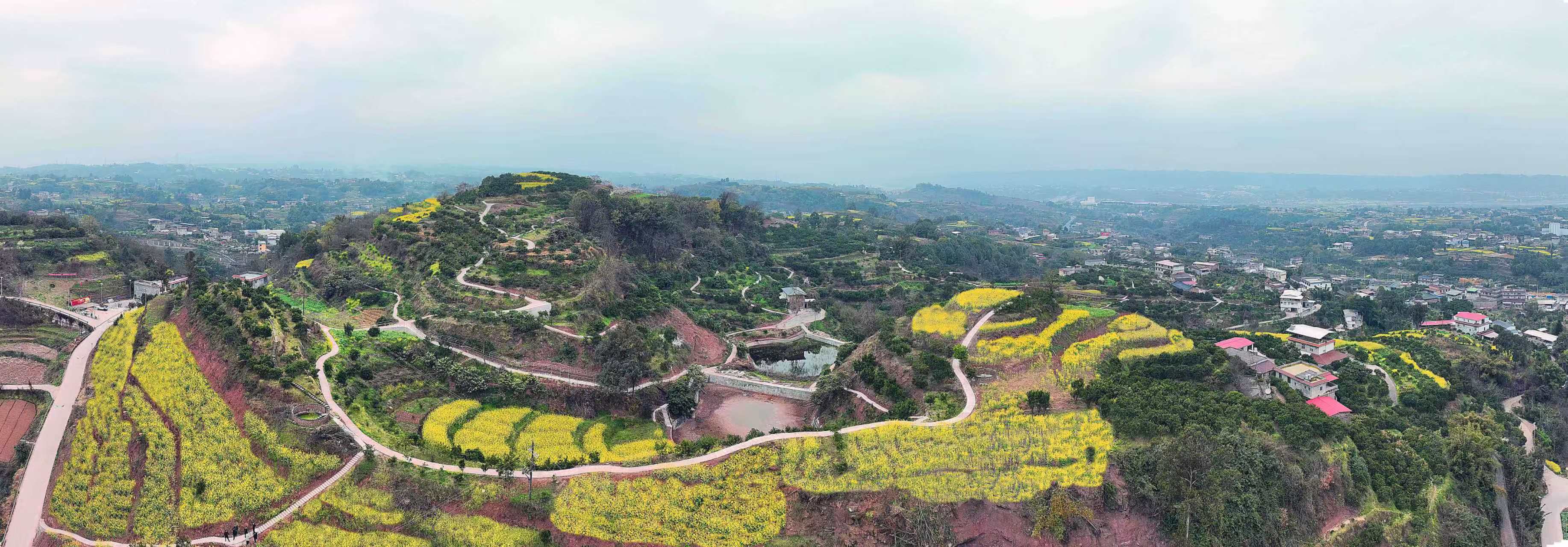 宜宾翠屏：苦笋上市抢“鲜”机农文旅融合点亮乡村未来(图1)