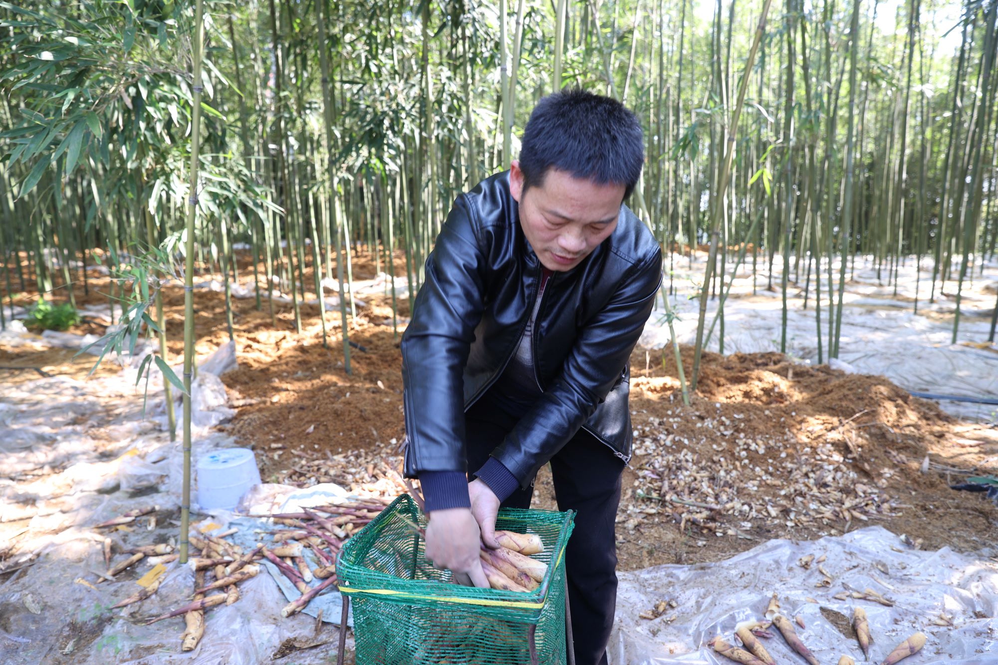 宜宾翠屏：苦笋上市抢“鲜”机农文旅融合点亮乡村未来(图3)
