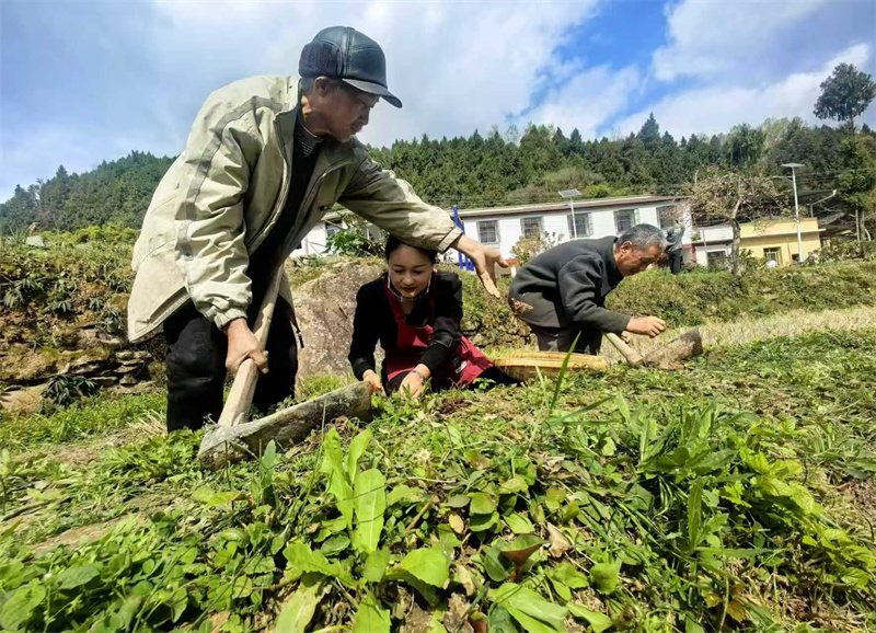 村民在挖折耳根。廣元市融媒體中心供圖