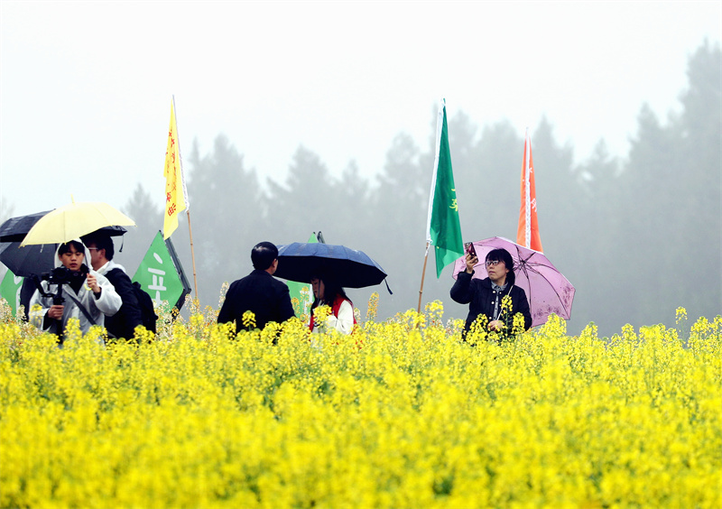 游客冒雨賞花。唐彪攝