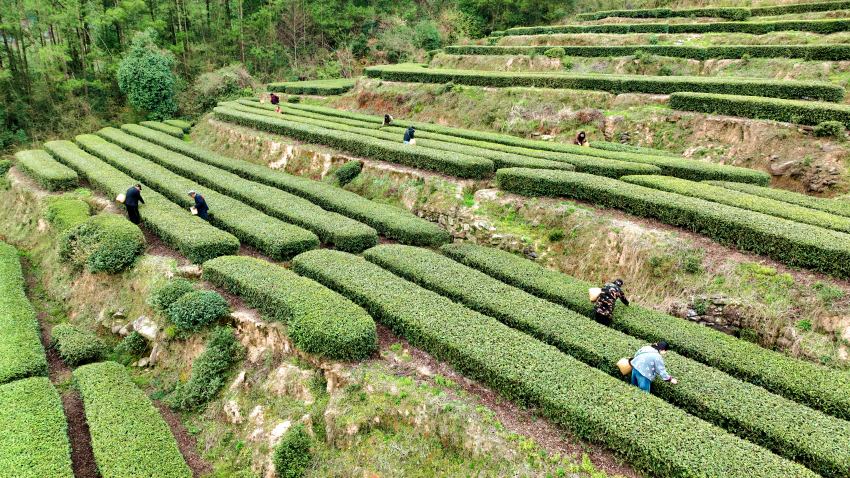 3月12日，四川巴中通江縣煙溪鎮鐘鳳村茶農們挎著竹籃，穿行於茶壟之間，嫻熟地採摘著今年的第一茬嫩芽。通江縣委宣傳部供圖