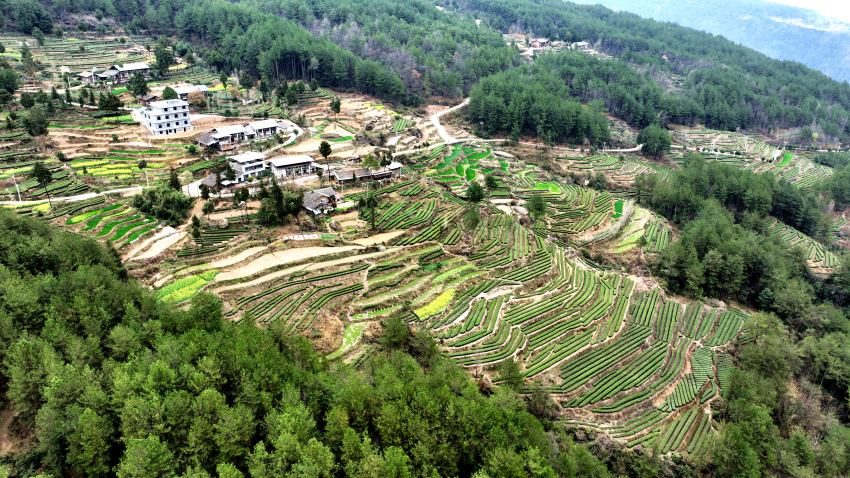 3月12日，四川巴中通江縣煙溪鎮鐘鳳村茶園航拍圖。通江縣委宣傳部供圖