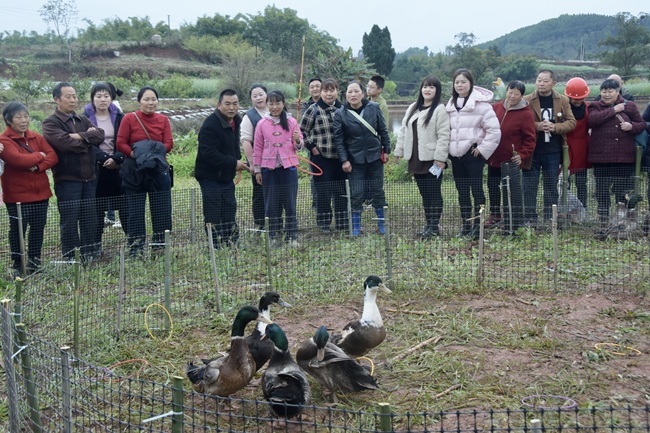 套鴨。張倩供圖