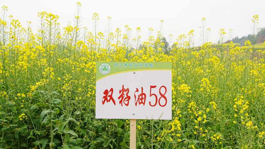 油菜品种展示。赵明雪摄