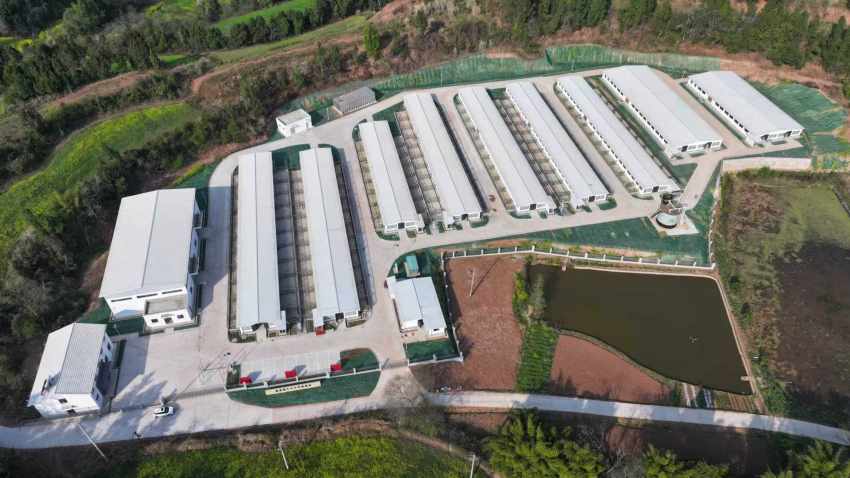 标准化羊舍。简阳市融媒体中心供图