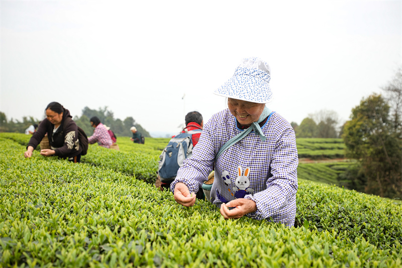 茶農正在採茶。翠屏區融媒體中心供圖