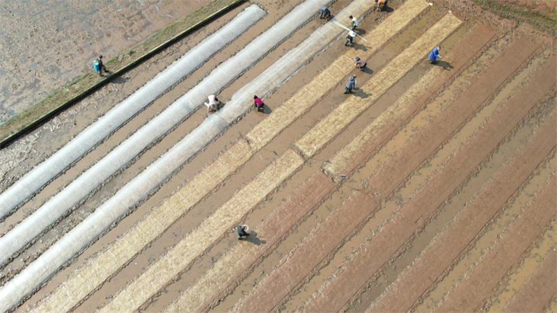 觀音鎮水稻集中育秧點。敘州區融媒體中心供圖