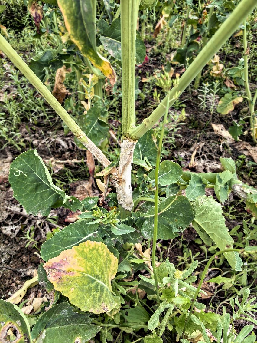 油菜菌核病图片。资料图