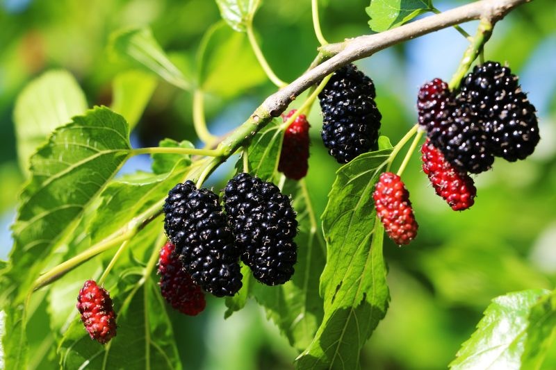 成熟的桑葚。德昌县委宣传部供图