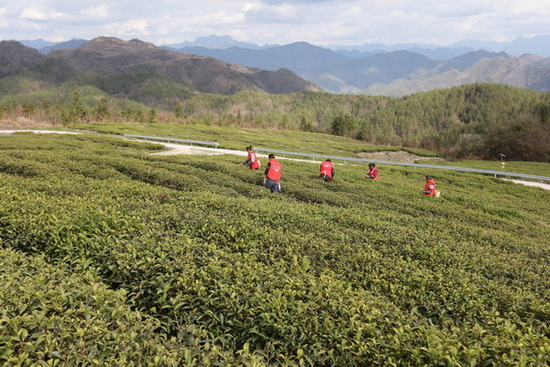 山野采摘春茶。马发海摄