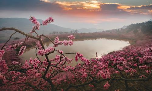 龙泉驿桃花天池。龙泉驿区农业农村局供图