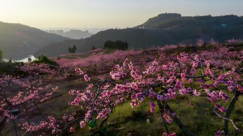 龙泉山桃花竞相绽放。龙泉驿区农业农村局供图