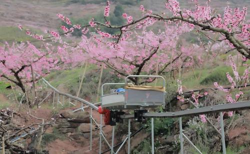 穿梭在桃林间的“山地小火车”。龙泉驿区农业农村局供图