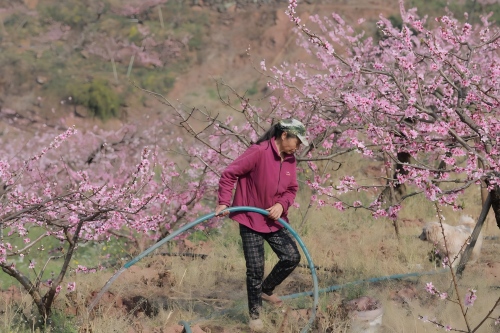 村民给桃树施肥浇水。龙泉驿区农业农村局供图