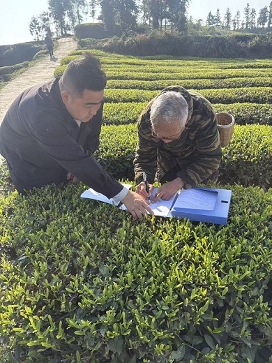 採摘現場。榮縣融媒供圖