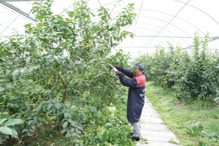 修剪柠檬枝桠。吴奇摄