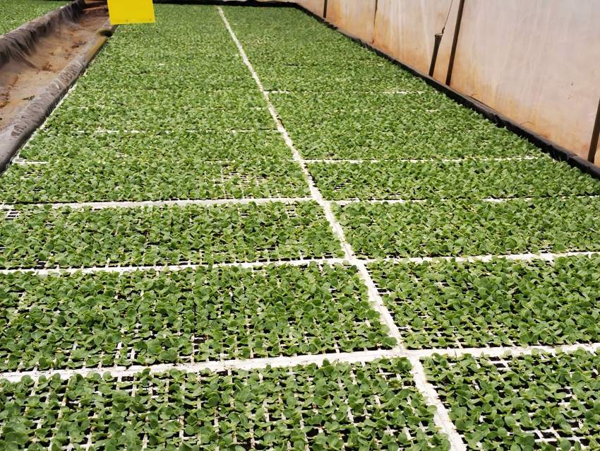 提前施肥后的烟苗长势。米易县烟草专卖局（分公司）供图