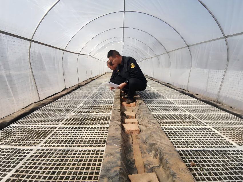 线下实地检查育苗工作。米易县烟草专卖局（分公司）供图