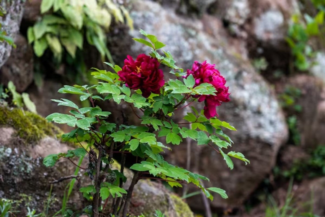 牡丹花。刘杰供图
