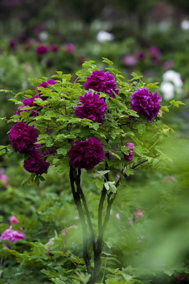 牡丹花。刘杰供图