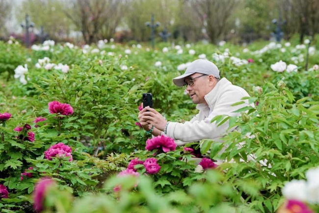 游客赏牡丹花游客赏牡丹花。刘杰供图