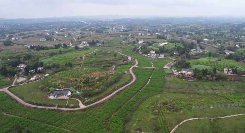 桑园一隅。姚阳摄