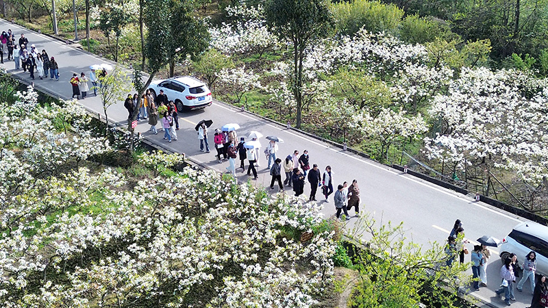 游客赏花。绵竹市融媒体中心供图