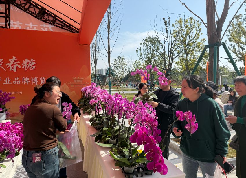 展商向游客介绍花卉。胡甜甜摄