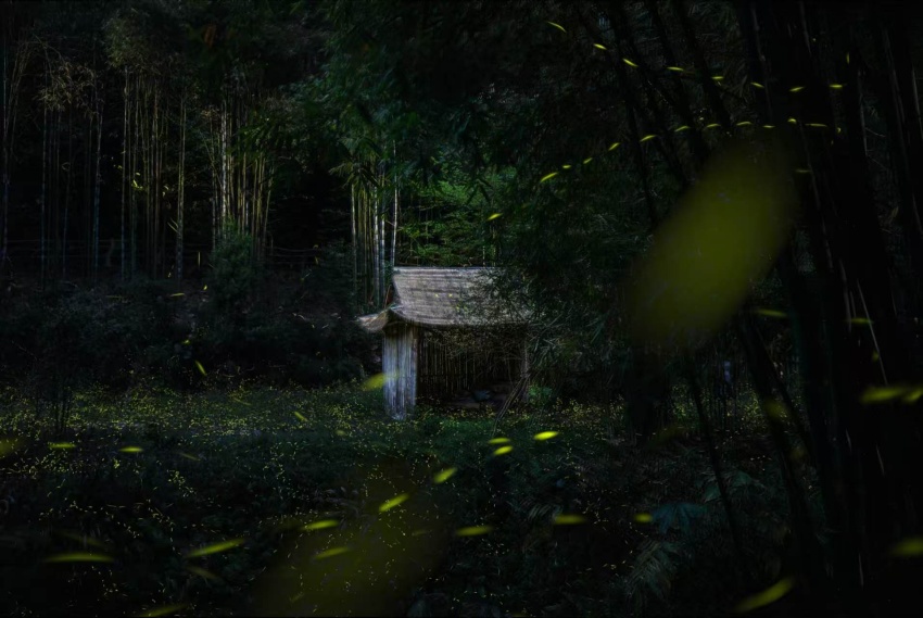 螢火虫。張可凡攝