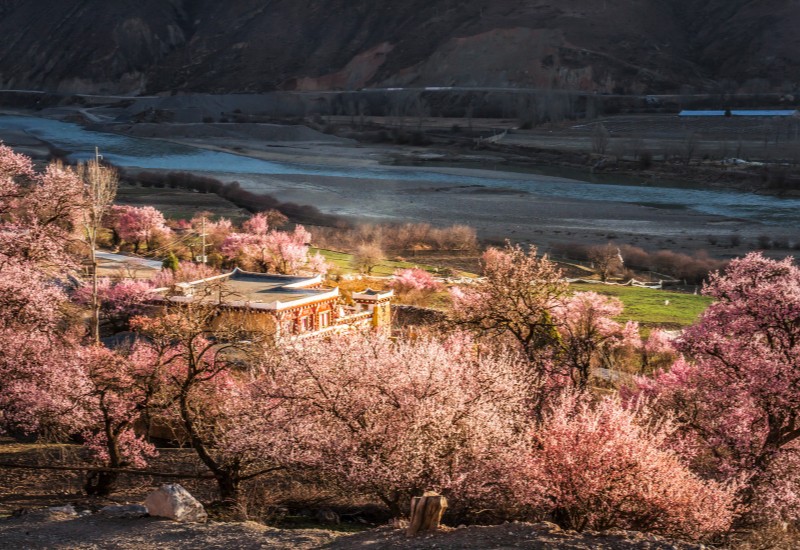 道孚骆尔瓦村盛开的杏花。道孚县委宣传部供图