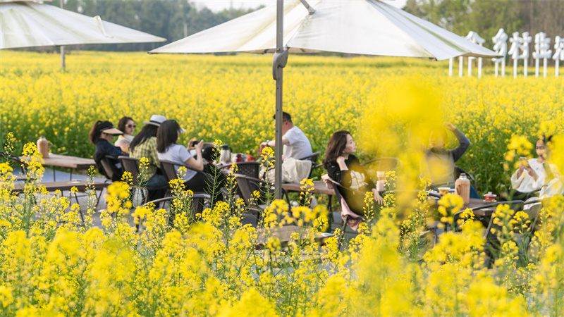在油菜花海中与亲朋好友畅谈。崇州市融媒体中心供图