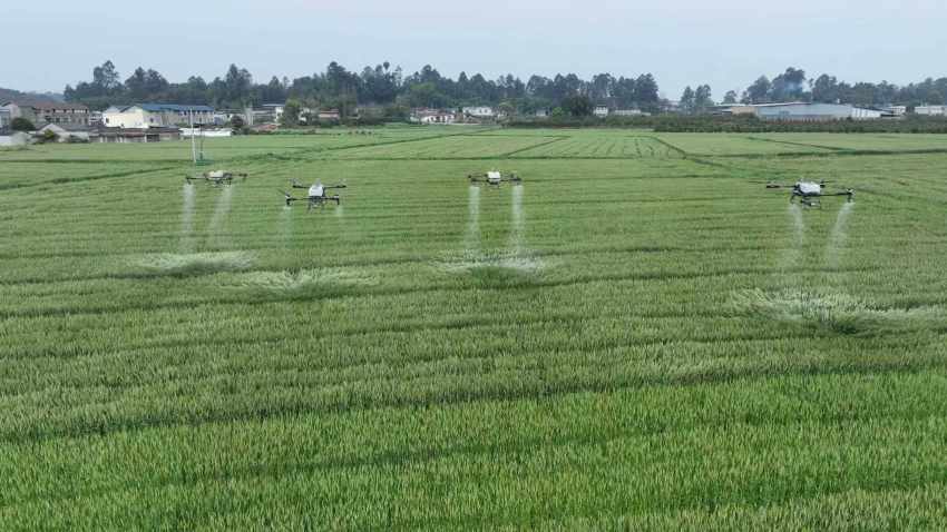 无人机定点开展飞防作业。王清摄