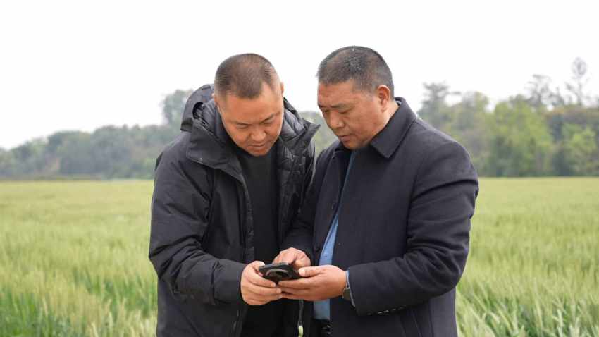 种粮大户通过手机下单“无人机飞防”服务。罗宇豪摄