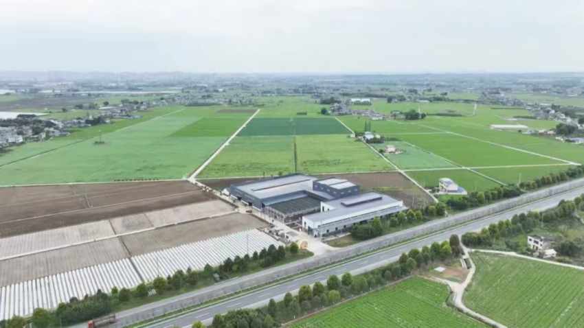 彭山区数智水稻示范基地。石蔚然摄