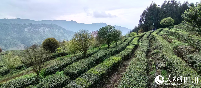 马边美丽的茶山。人民网记者 刘海天摄