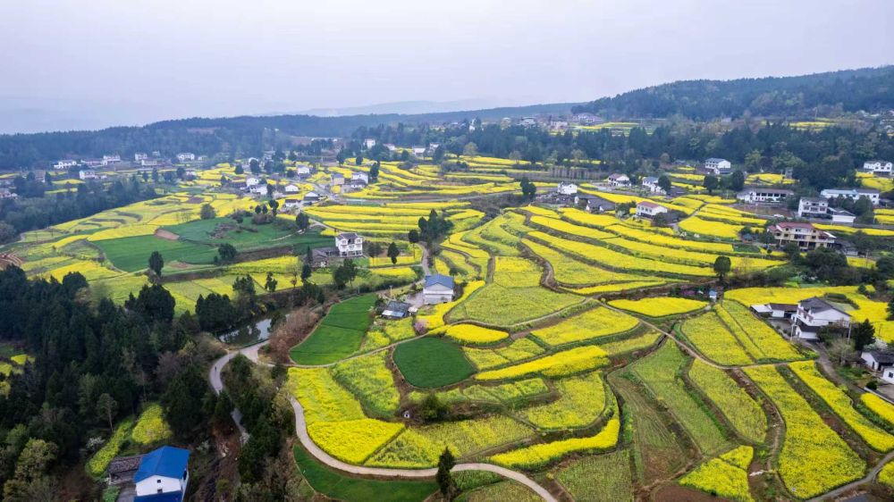 卫子镇新荣村油菜花田航拍图。昭化区烟草专卖局供图