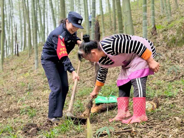 森警在宣传空隙帮助林户采笋。长宁县公安局供图