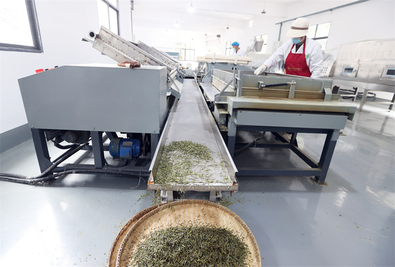 茶叶制茶车间。广元市融媒体中心供图