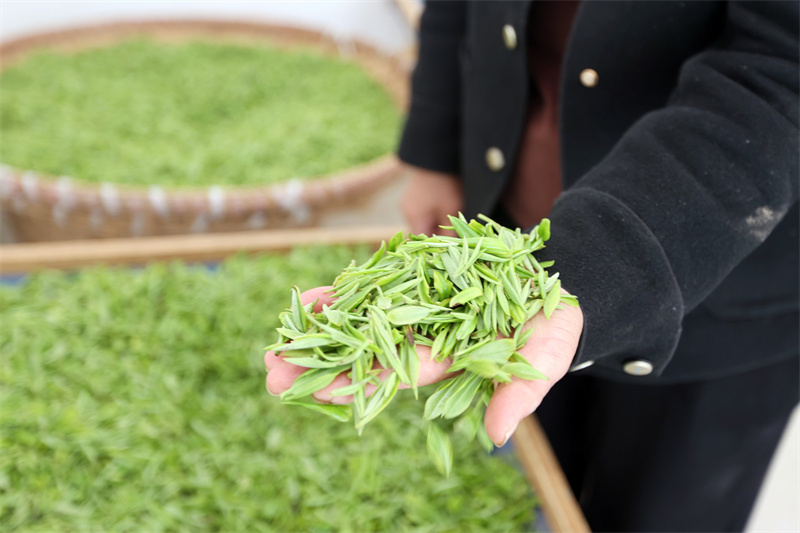 高山扁形绿茶的新鲜茶芽。广元市融媒体中心供图