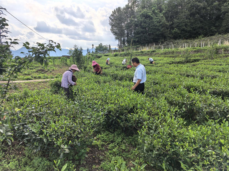 茶农正在采茶。旺苍县融媒体中心供图