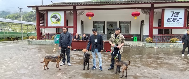 拍卖现场。青川县融媒体中心供图