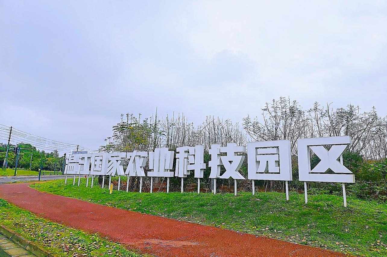 工商银行成都分行在温江国家农业科技园区实地调研大蒜种植情况。工行成都分行供图