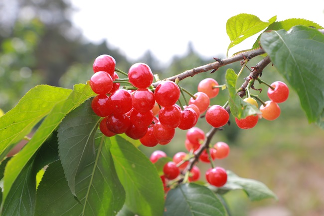 樱桃。李健学供图